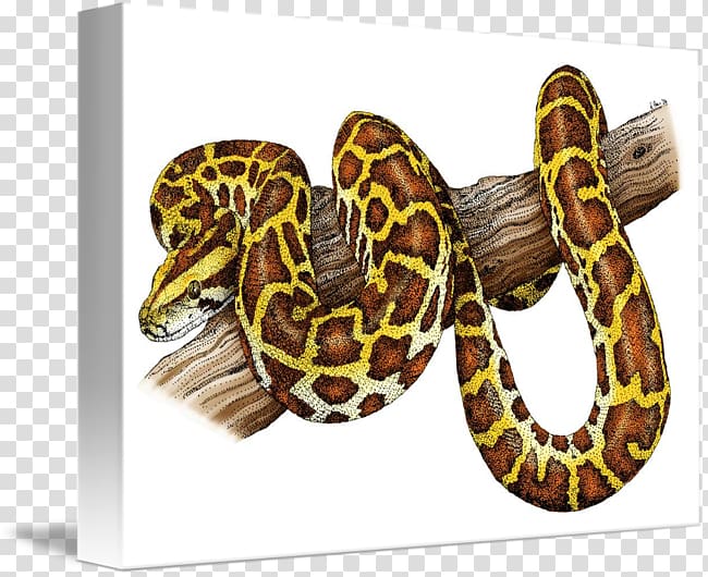 Boa constrictor Snake Burmese python Everglades National Park, Ball Python transparent background PNG clipart