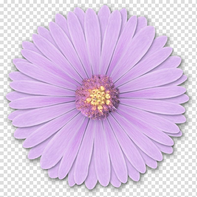 purple osteospermum flower illustration, Light Flower Desktop Purple, Res Light Purple Flowers By Hanabell1 D6l6mwr transparent background PNG clipart