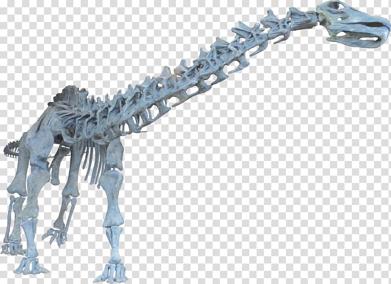 Brontosaurus Apatosaurus Dinosaur Diplodocus Tyrannosaurus, dinosaur transparent background PNG clipart