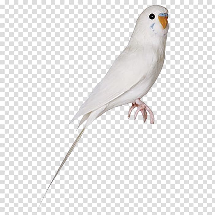Lovebird Parrot Cockatiel, parrot transparent background PNG clipart
