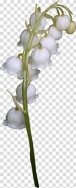 Lily of the valley Cut flowers, Lily of the valley transparent background PNG clipart