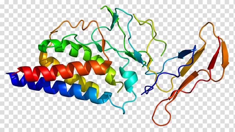 IL-2 receptor Interleukin-2 IL2RA Common gamma chain, others transparent background PNG clipart