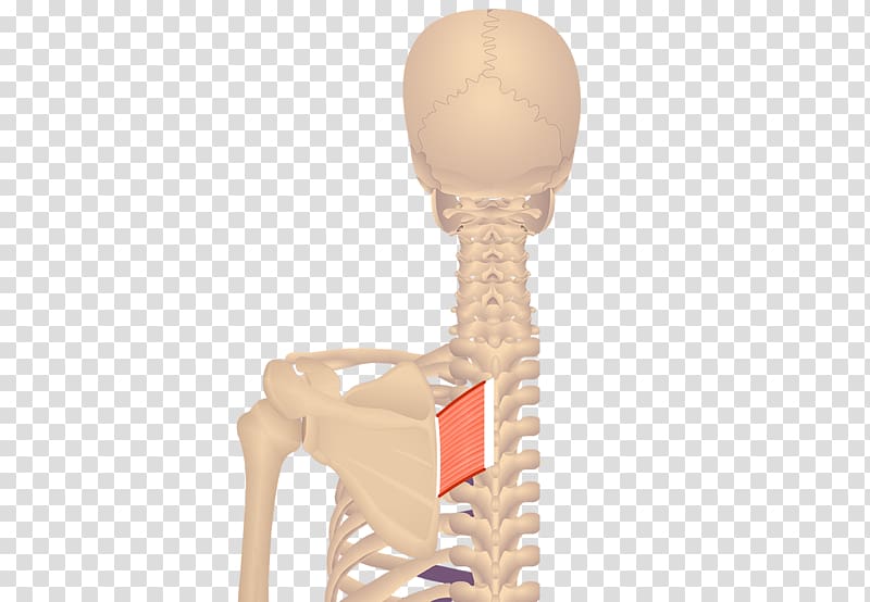 Levator scapulae muscle Levator ani Origin and Insertion Rhomboid major muscle, skeletal muscle transparent background PNG clipart
