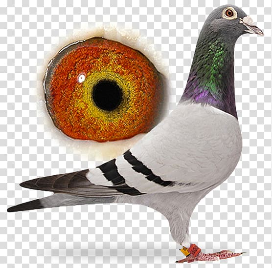 One Loft Race Columbidae Domestic pigeon Cream Pigeon racing, Parrots Prove Deadly transparent background PNG clipart