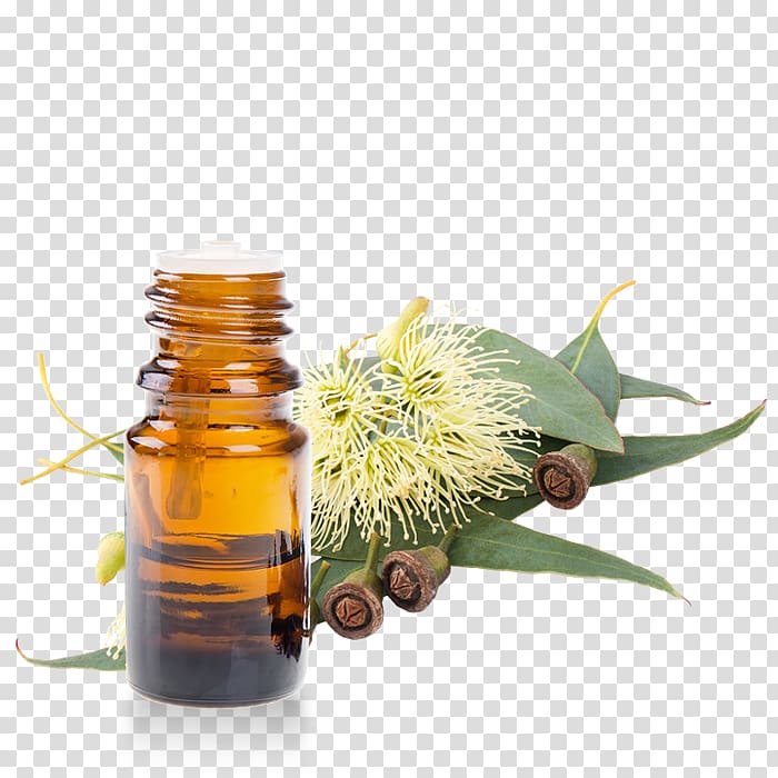 Eucalyptus globulus Eucalyptus oil Eucalyptus smithii Eucalyptus radiata Tree, tree transparent background PNG clipart