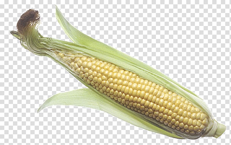 Corn on the cob Maize Corncob Portable Network Graphics Sweet corn, barbecue transparent background PNG clipart