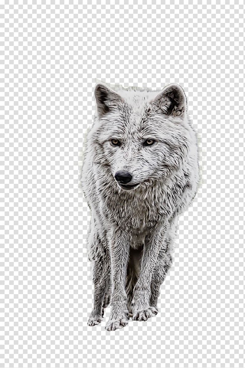 Alaskan tundra wolf Coyote Dog Arctic wolf , Dog transparent background PNG clipart