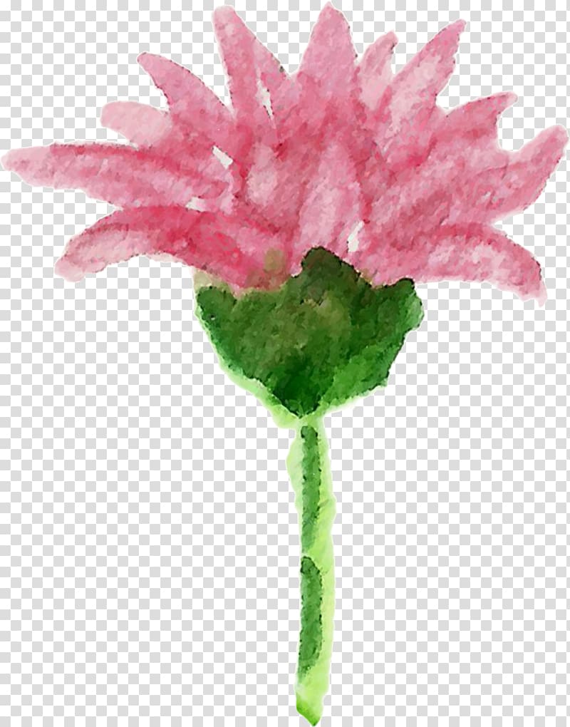 Carnation Cut flowers Plant stem Pink M Petal, Leaf transparent background PNG clipart