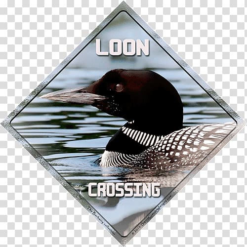 Duck Advertising Loons Refrigerator Magnets Vehicle License Plates, duck transparent background PNG clipart