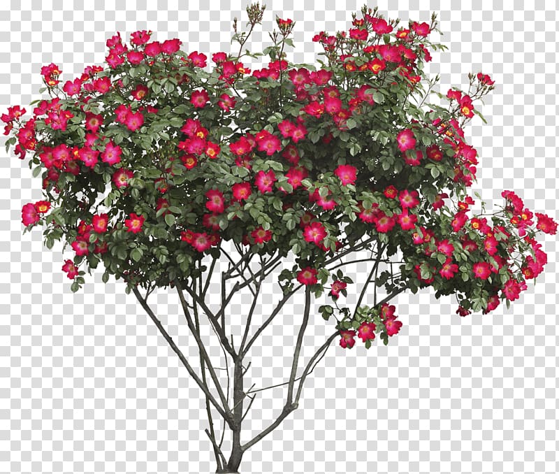 red flowers and green leaves, Red Flowers Bush transparent background PNG clipart