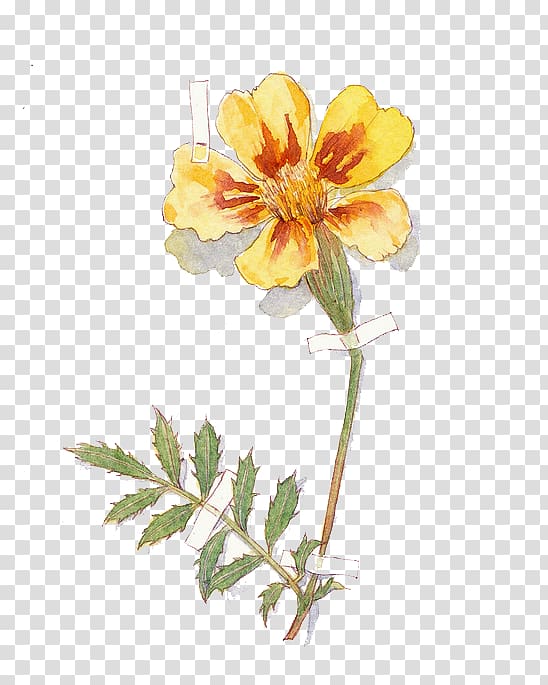 Flora Cut flowers Rosaceae Branch Plant stem, Watercolor flowers transparent background PNG clipart