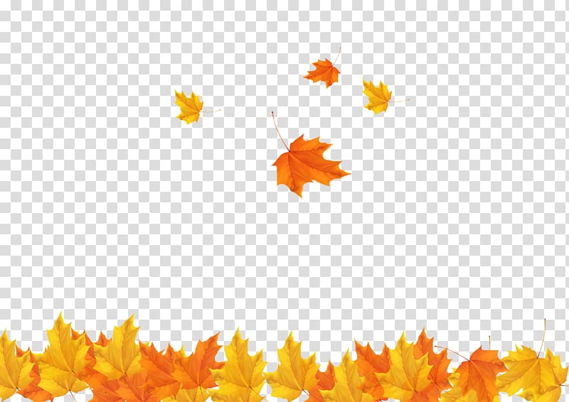 orange and yellow leaves, Autumn Leaf , Fall maple leaves background transparent background PNG clipart