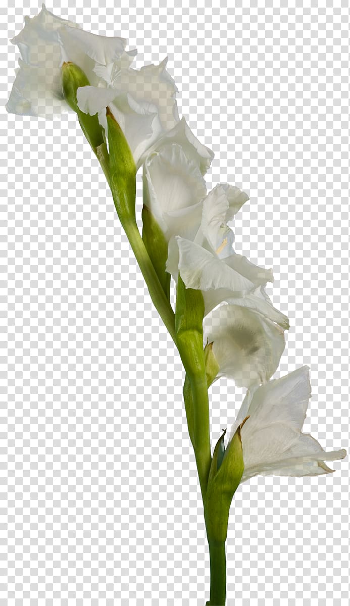 Gladiolus White Cut flowers, gladiolus transparent background PNG clipart
