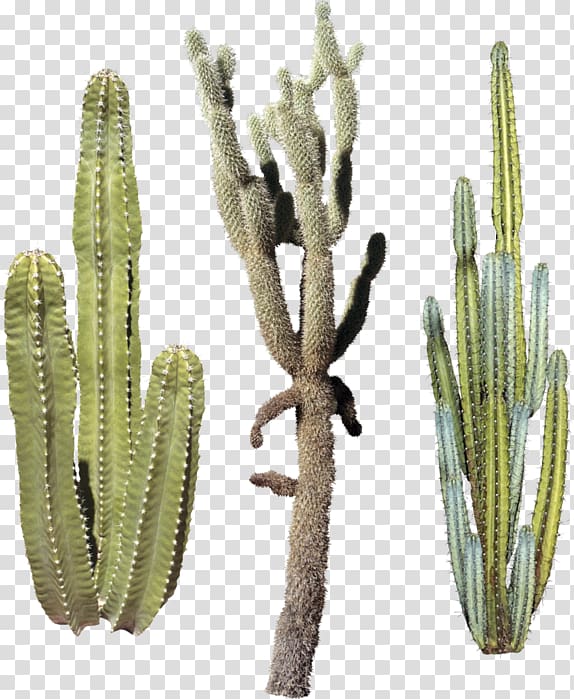 Triangle cactus Strawberry hedgehog cactus Portable Network Graphics, cactus transparent background PNG clipart