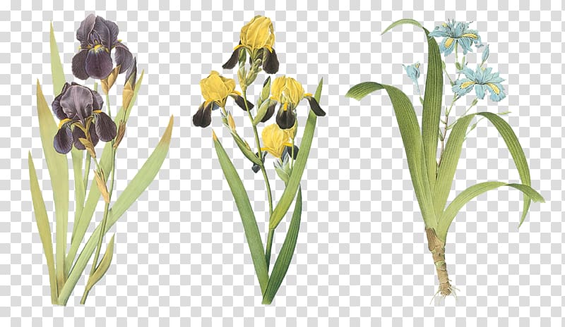 Paper Iris family Iris xiphium Art, flower transparent background PNG clipart