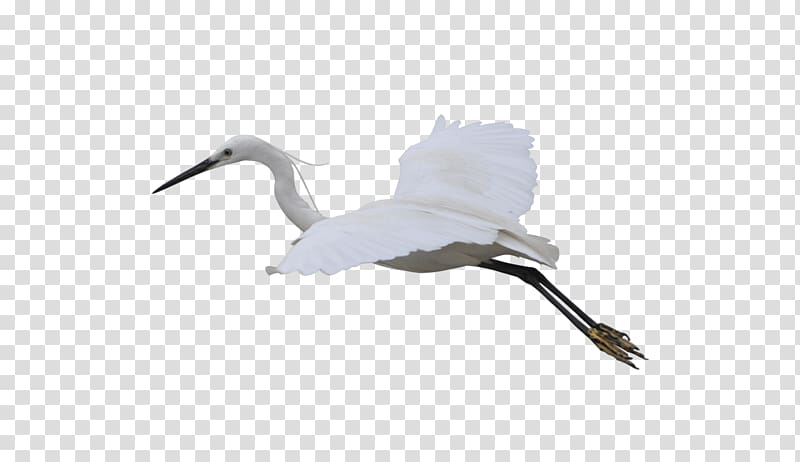 Crane Bird Computer file, Flying Crane transparent background PNG clipart