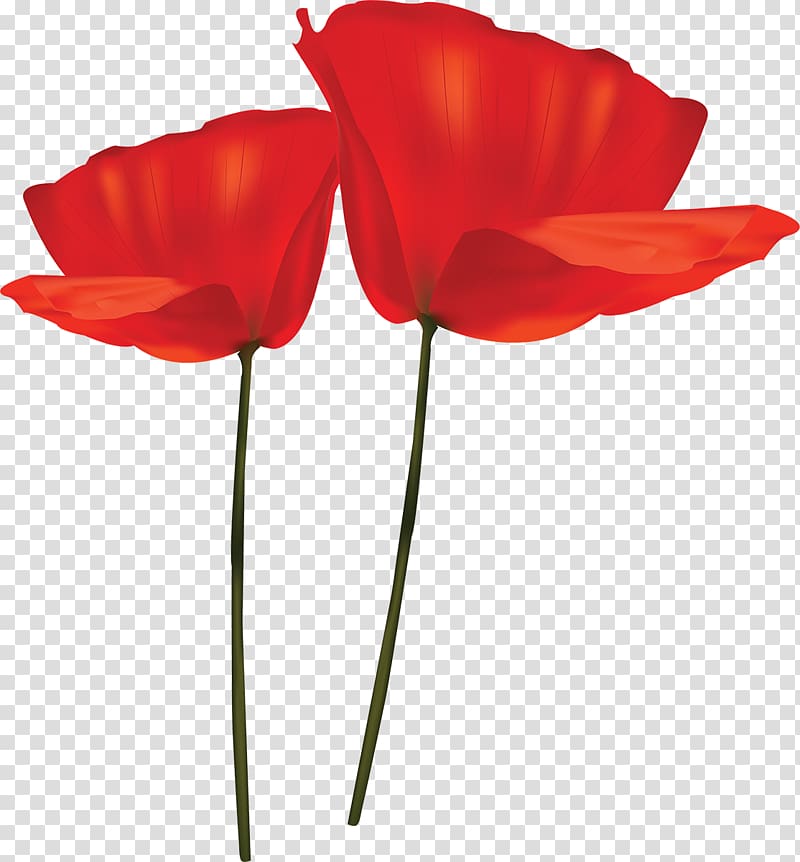 Tulip Cut flowers Plant stem Petal, tulip transparent background PNG clipart