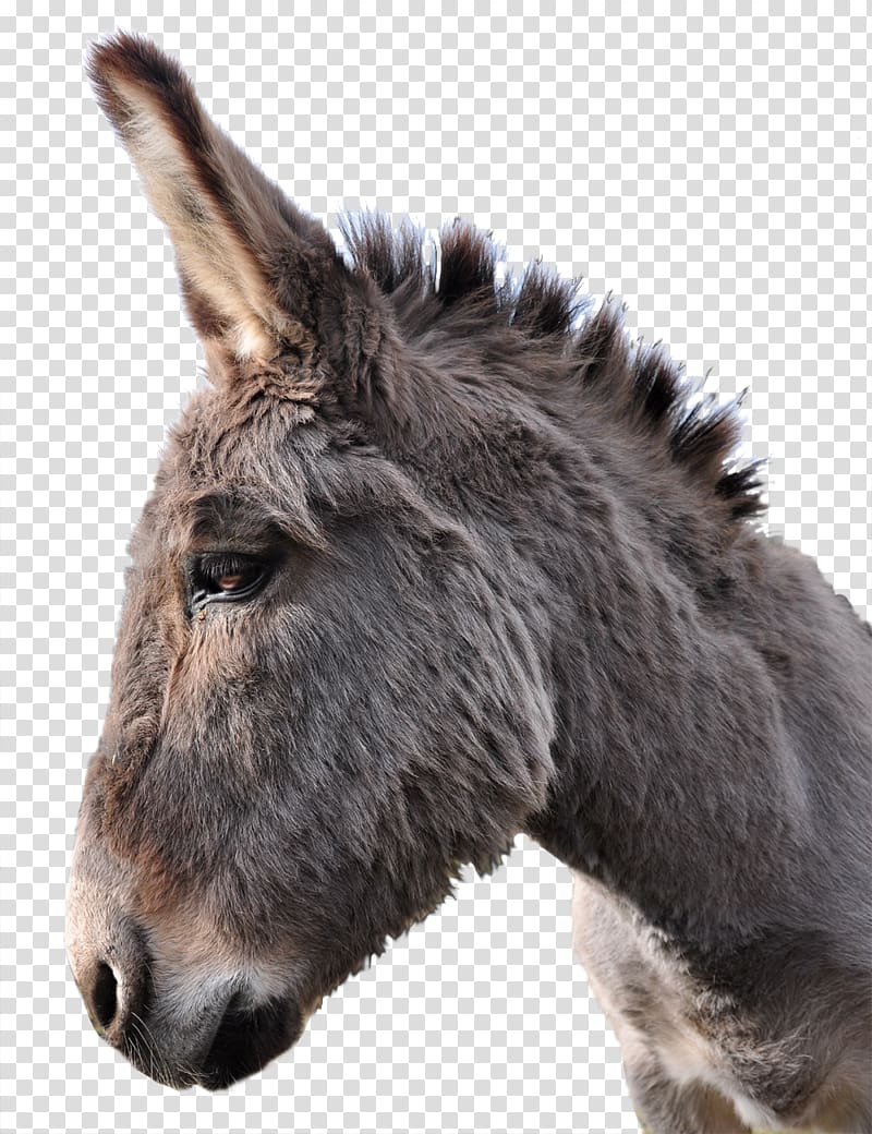 Donkey Scape Horse, Donkey transparent background PNG clipart