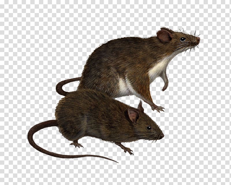 Brown rat Hawaii Black rat Traveller\'s Wildlife Guide: Costa Rica Rodent, Rat transparent background PNG clipart