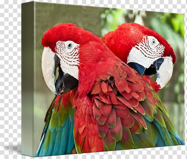 Macaw Bird Parakeet Loriini Gallery wrap, Bird transparent background PNG clipart