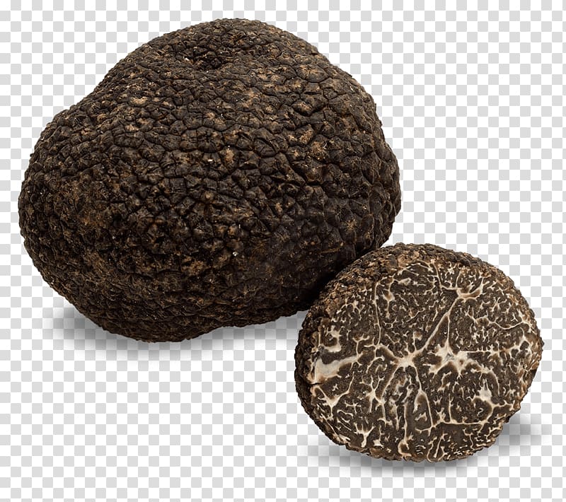 Edible mushroom Chocolate truffle Périgord black truffle Fungus, trufas transparent background PNG clipart