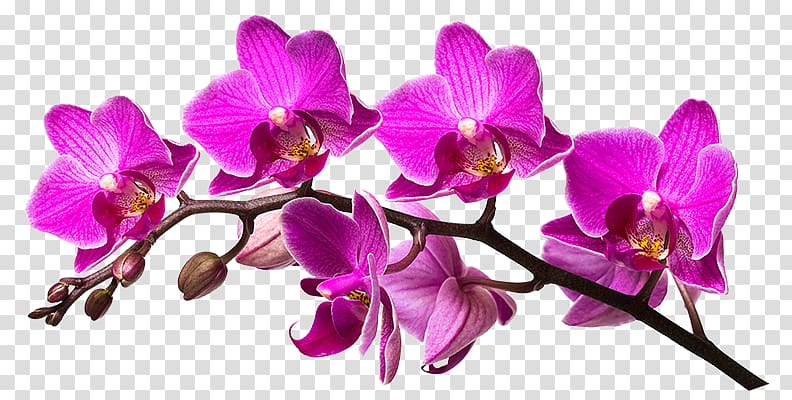 Nail art Aesthetics Dendrobium Cut flowers, purple orchid transparent background PNG clipart