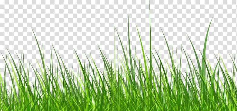 , Cartoon fresh grass transparent background PNG clipart
