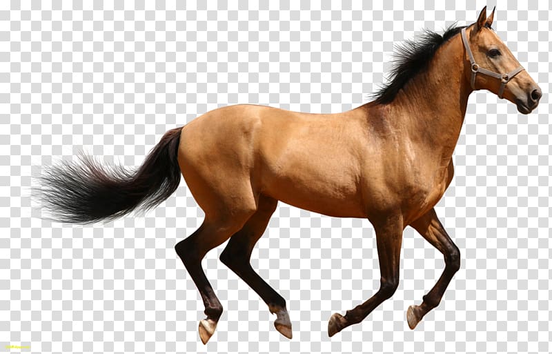 American Quarter Horse Friesian horse , others transparent background PNG clipart
