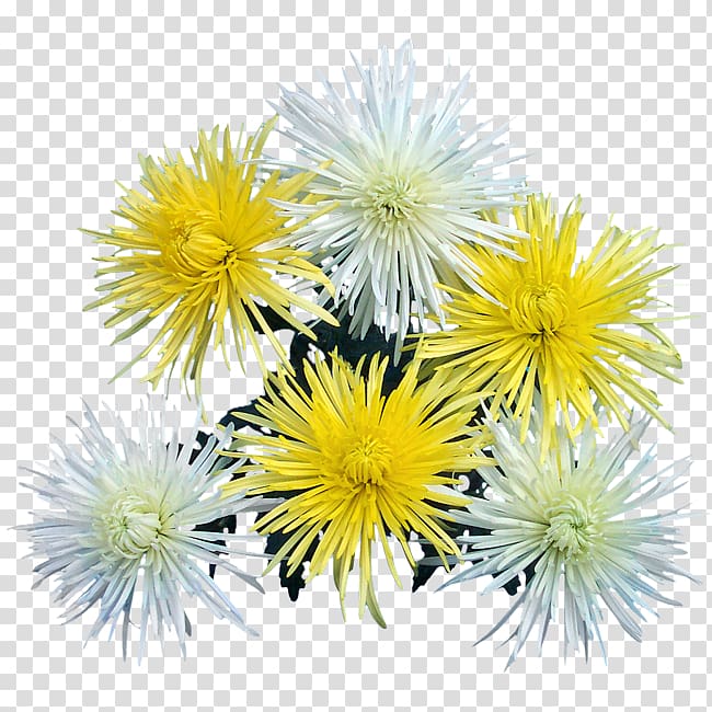 Dandelion Chrysanthemum Annual plant, Albert Camus transparent background PNG clipart
