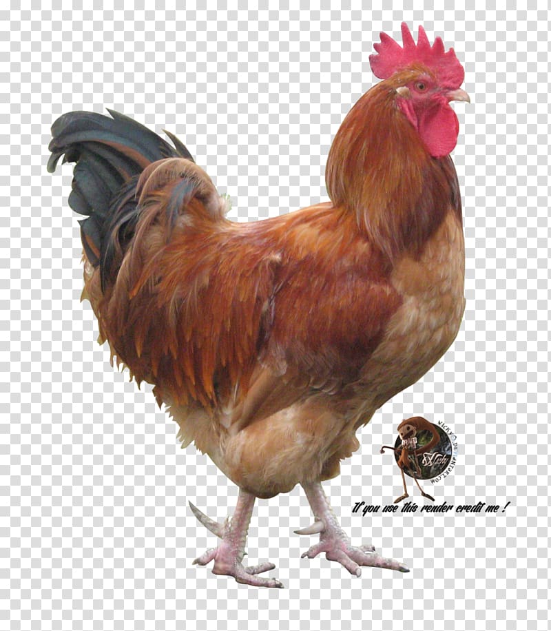 Chicken Phasianidae Bird Rooster Rendering, rooster transparent background PNG clipart