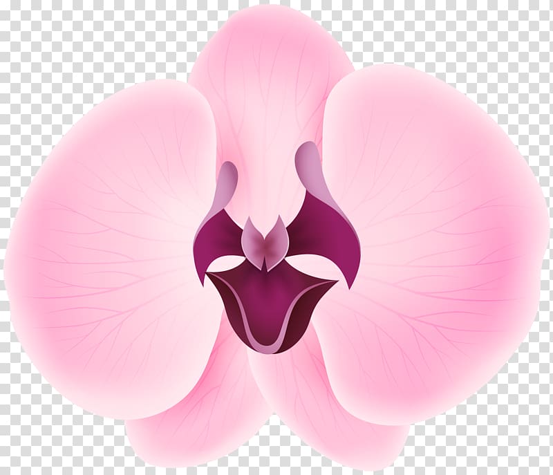Petal International Checker Hall of Fame Flower Credit card Sepal, Pink Orchid transparent background PNG clipart