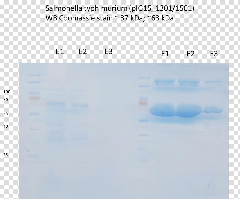 Screenshot Water Salmonellosis, water transparent background PNG clipart