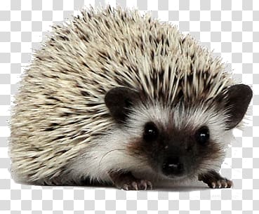 Hedgehog transparent background PNG clipart