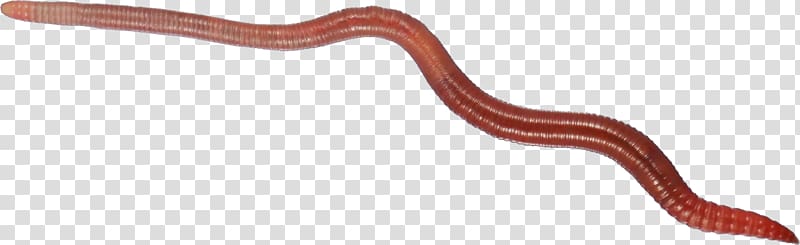 Worms transparent background PNG clipart