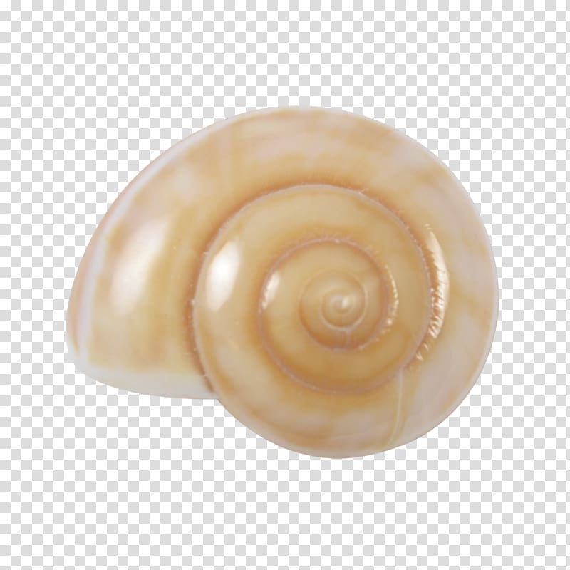 Seashell Sea snail Conchology Gastropod shell, snails transparent background PNG clipart