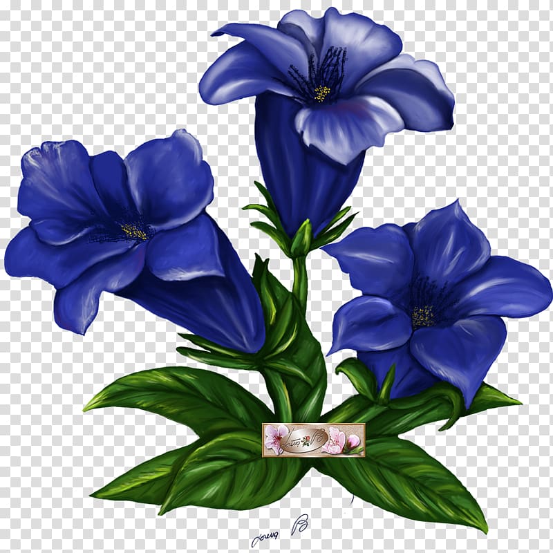 Metzgerei, Hefti Flower Gentian Graphic design, flower transparent background PNG clipart