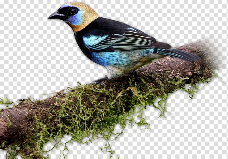 Finches Bird Rancho Naturalista Tanager Accommodation, Bird transparent background PNG clipart