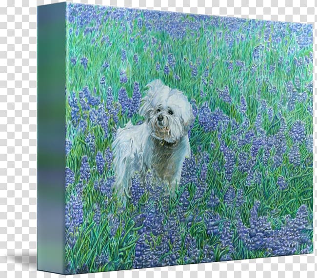 Schnoodle Bichon Frise Dog breed Frames, bluebonnets transparent background PNG clipart