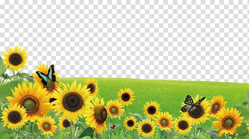 Poster, Sunflower butterfly on the grass transparent background PNG clipart