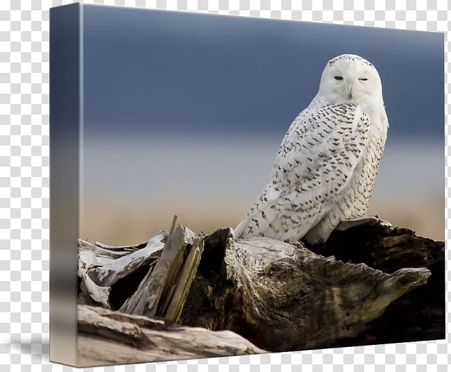 Owl Beak Feather, Snowy Owl transparent background PNG clipart