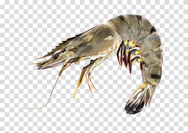 Giant tiger prawn graph Shrimp, Tiger Prawn transparent background PNG clipart