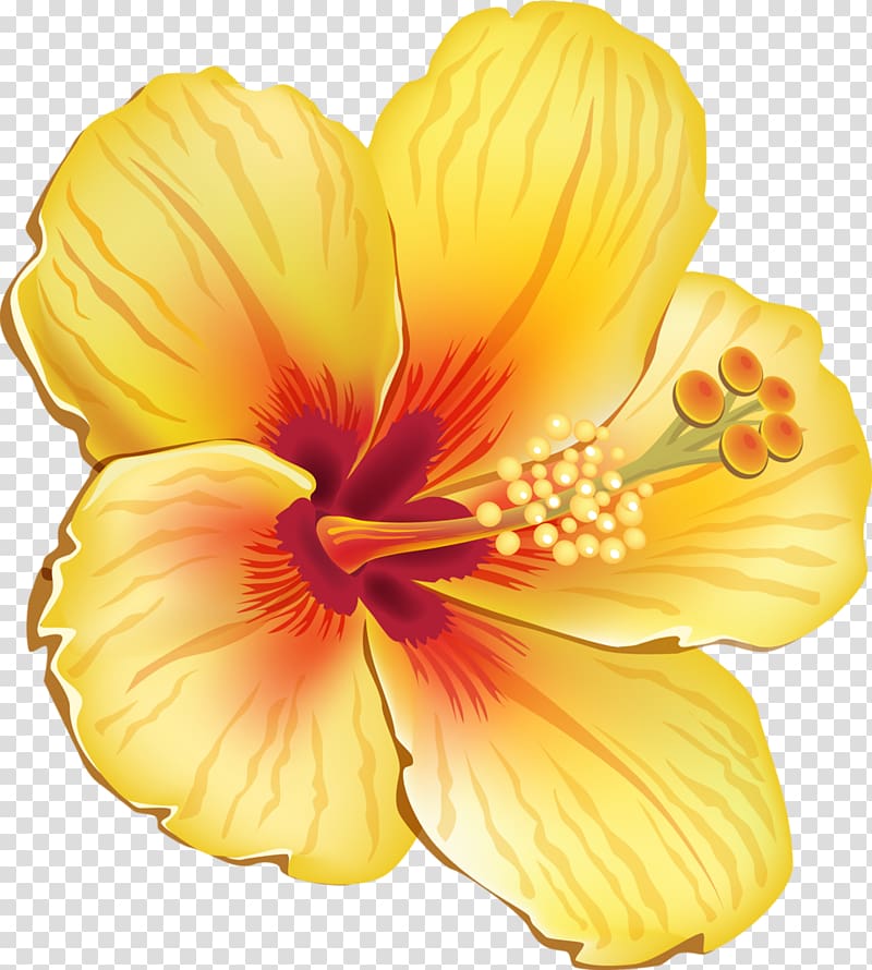 yellow hibiscus flower illustration, Hawaiian hibiscus Shoeblackplant Flower , tropical flower transparent background PNG clipart