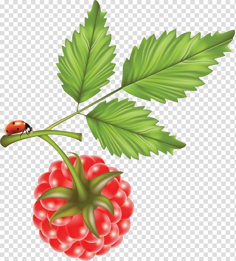 Red raspberry Brambles Food, Raspberry transparent background PNG clipart