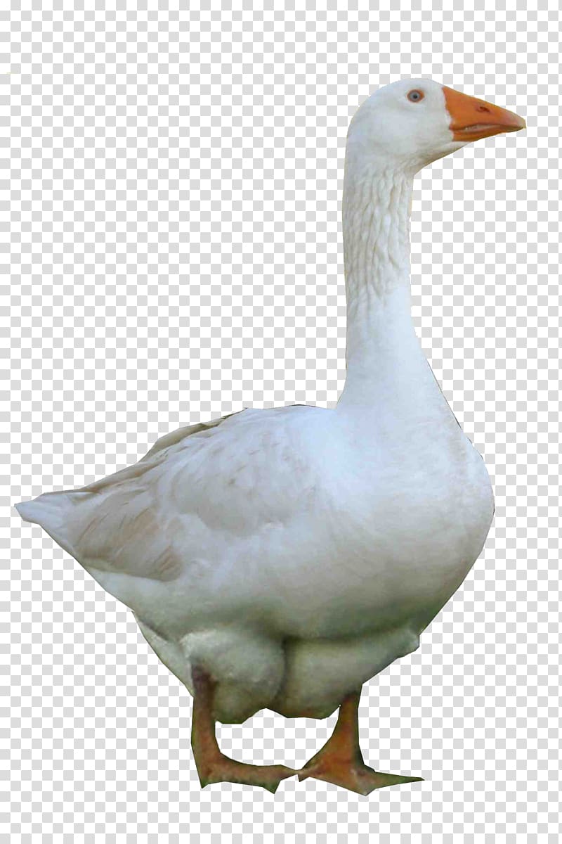 Emden goose Domestic goose Duck Confit, Goose transparent background PNG clipart