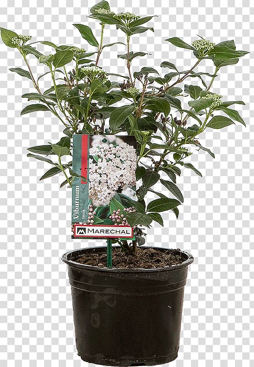 Viburnum tinus Flowerpot Shrub Plant, others transparent background PNG clipart