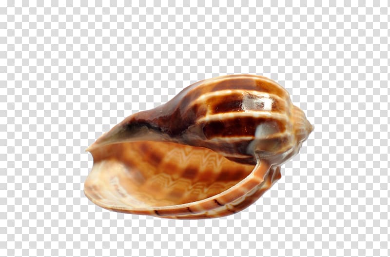 Viviparidae Viviparus viviparus Seashell, seashell transparent background PNG clipart