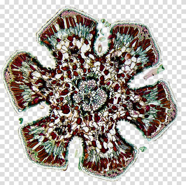 Cut flowers, casuarina transparent background PNG clipart