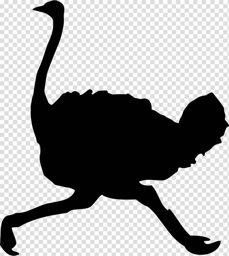 Common ostrich Bird graphics Silhouette, Bird transparent background PNG clipart