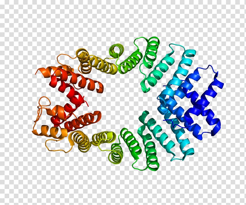 KLC2 Protein Data Bank Kinesin Gene, chain gene transparent background PNG clipart