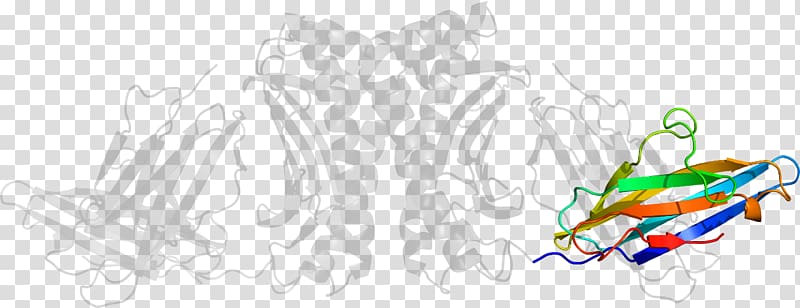 Graphic design Line art , Major Histocompatibility Complex transparent background PNG clipart
